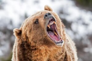 Read more about the article Alaska runner hospitalized after using bear spray to fight off brown bear on trail