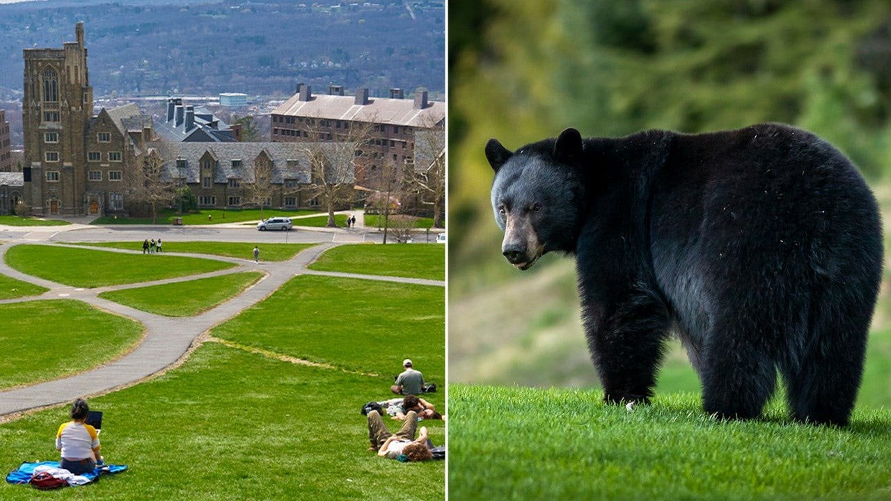 You are currently viewing Cornell University bans wild game processing after bear butchering