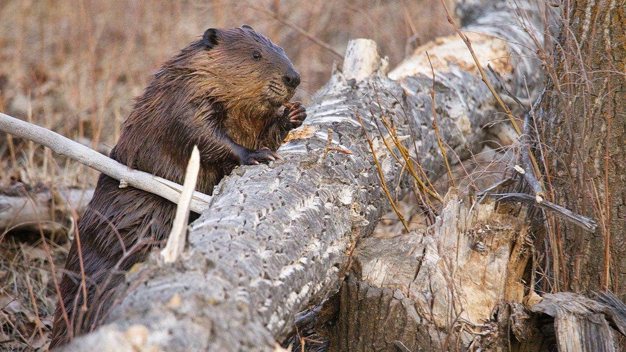 You are currently viewing Seneca Creek State Park beaver attacks Maryland girl, 3rd in weeks
