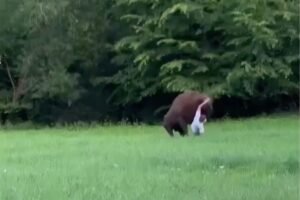 Read more about the article Wild video shows huge bison knock tourist to ground — and refuse to let him stand up