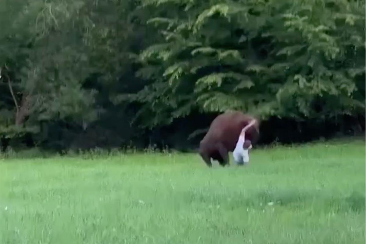 You are currently viewing Wild video shows huge bison knock tourist to ground — and refuse to let him stand up