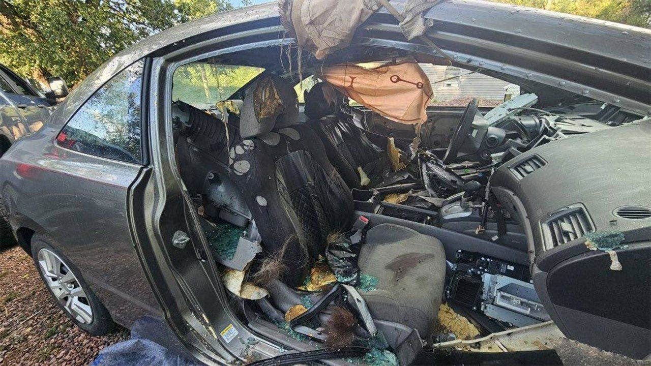 Read more about the article Colorado Springs bear dies after getting trapped inside unlocked car: report