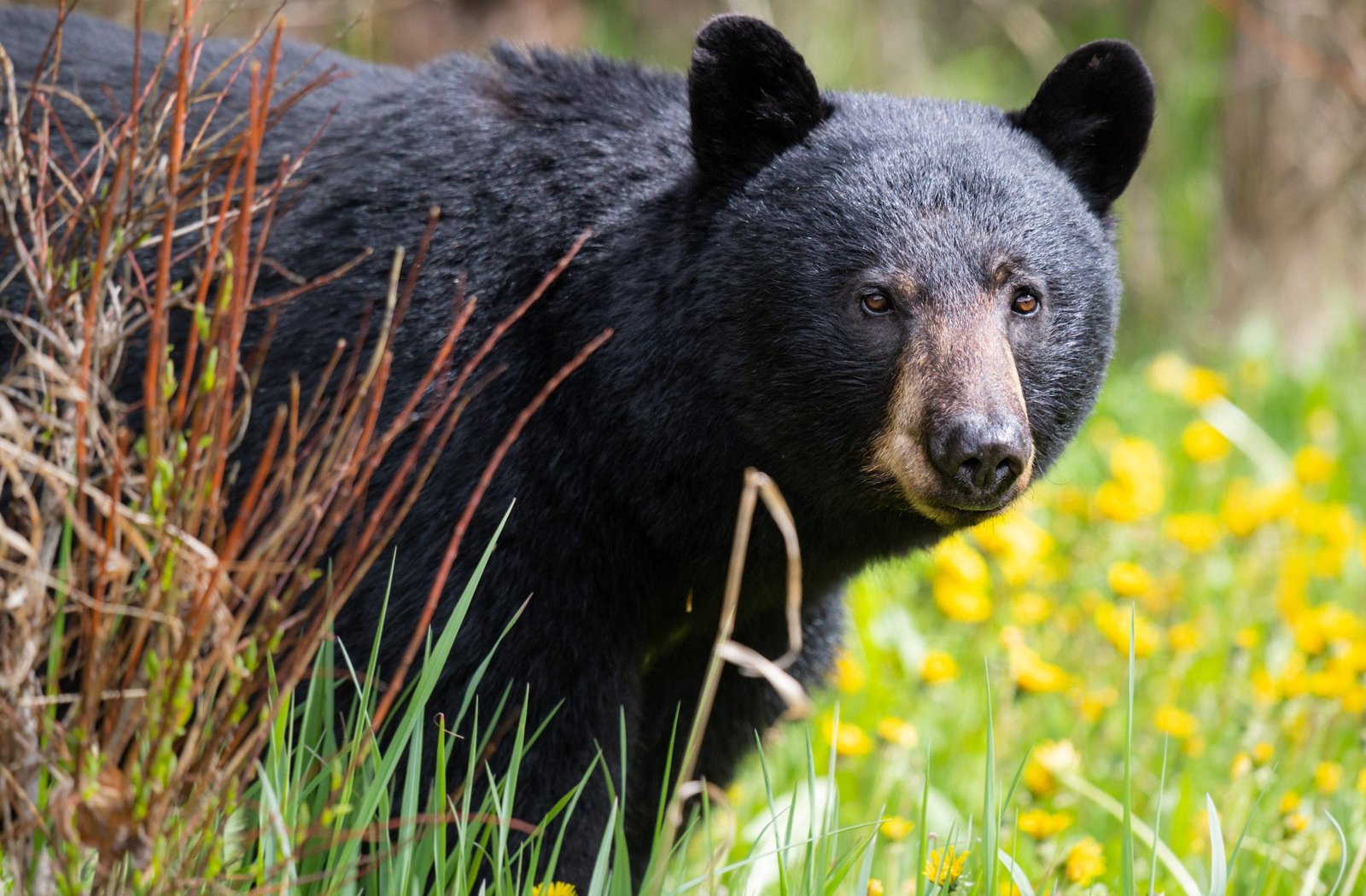 You are currently viewing Cat stands its ground against a black bear and comes out on top in viral TikTok video