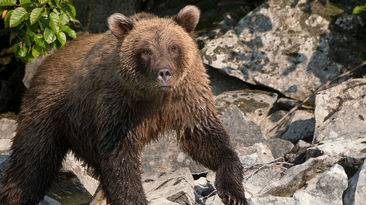 You are currently viewing Bear spray saves Alaska runner from brown bear attack on trail