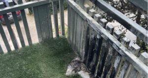 Read more about the article Tabletop fire pit loosed a fireball so big it melted lights, suit says; injured vet sues Amazon