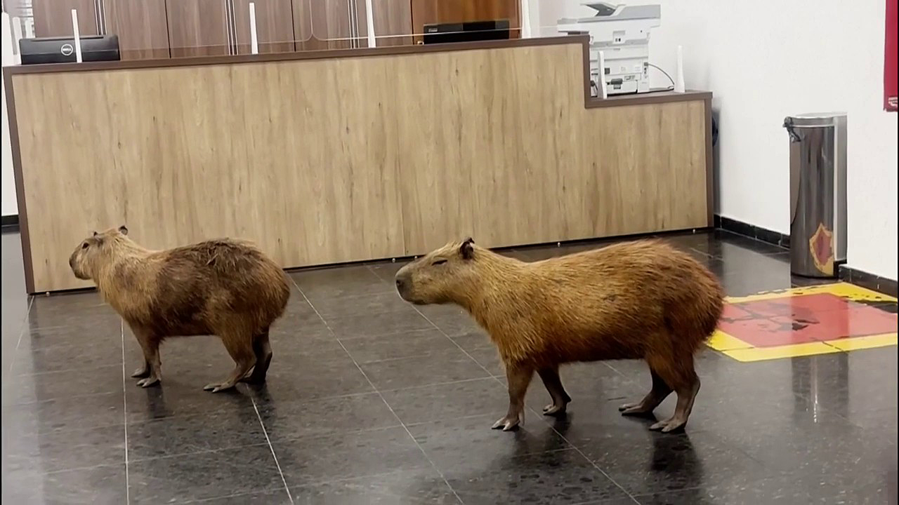 You are currently viewing Lawmakers get surprise visitors as capybaras stroll into government building