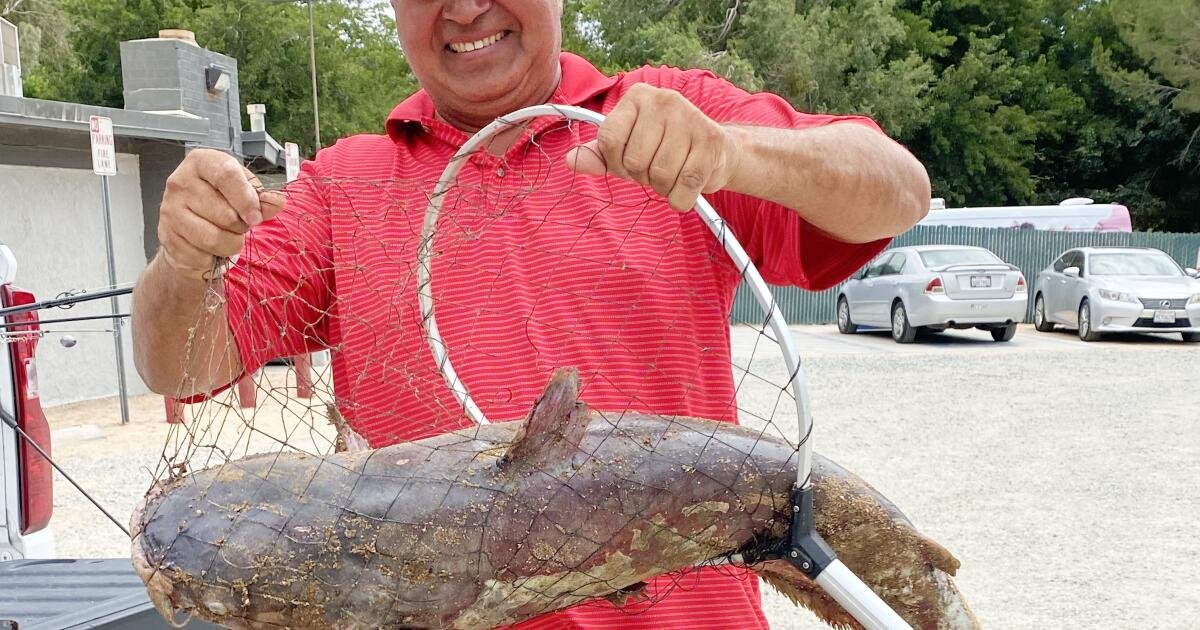 You are currently viewing Massive ‘scale-breaking’ catfish caught in Southern California lake; ‘Catzilla’ still on the loose