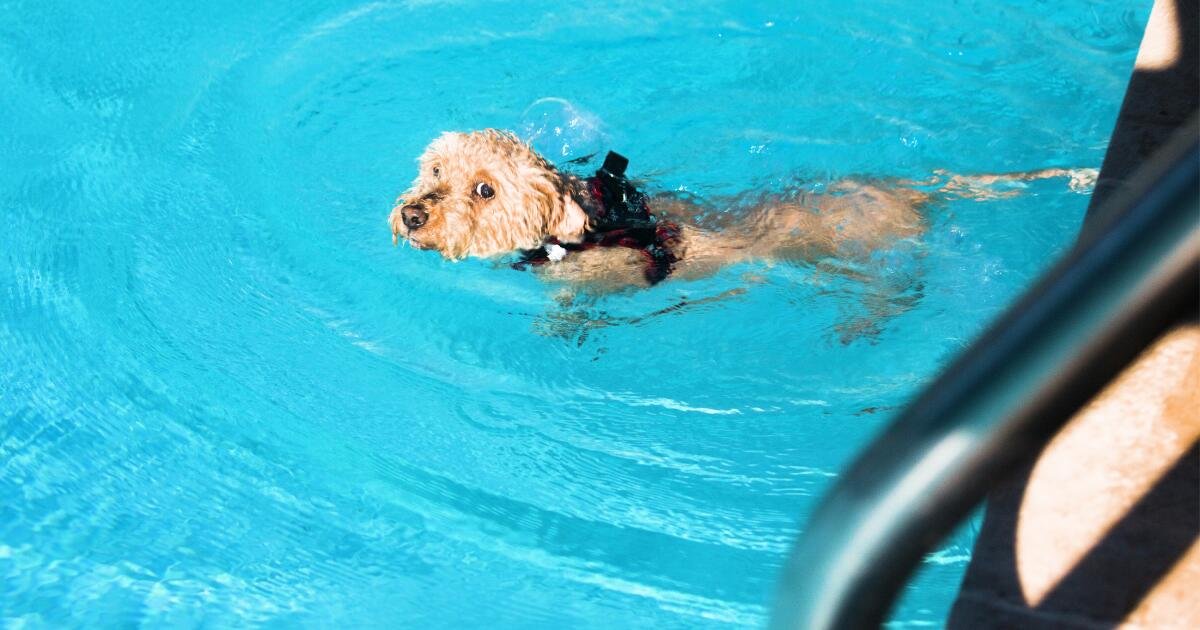 You are currently viewing Dogs to have their day at the pool on the last day of the Los Angeles County pool season