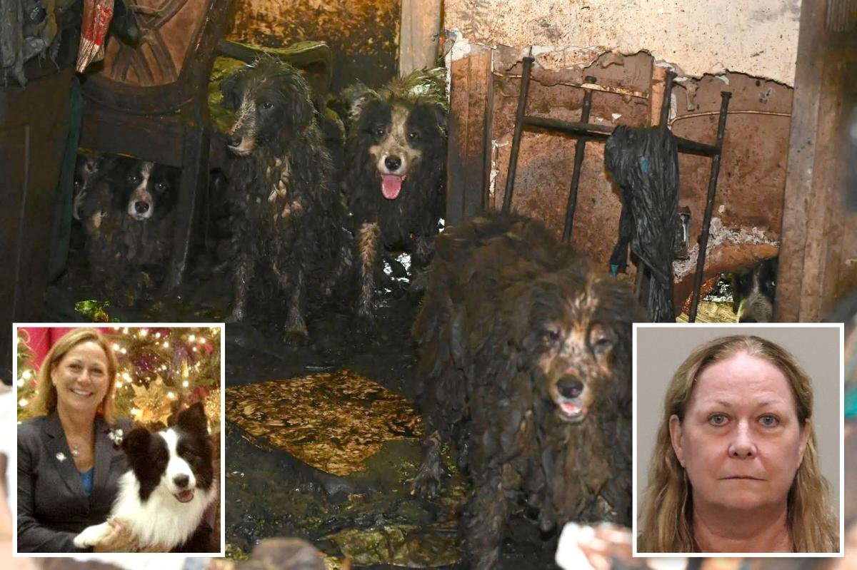 Read more about the article Dozens of poop-covered Border Collies rescued from Florida house of horrors get fresh start at animal shelter: ‘Signs of joy and healing’