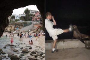 Read more about the article Rich La Jolla punk faces justice after kicking helpless sea lion in viral attack