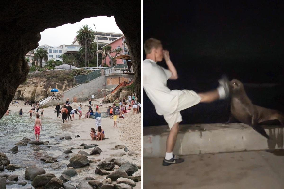 You are currently viewing Rich La Jolla punk faces justice after kicking helpless sea lion in viral attack