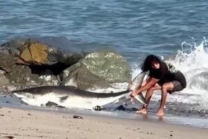Read more about the article Moment unbothered fisherman drags huge shark back into the ocean on LA beach