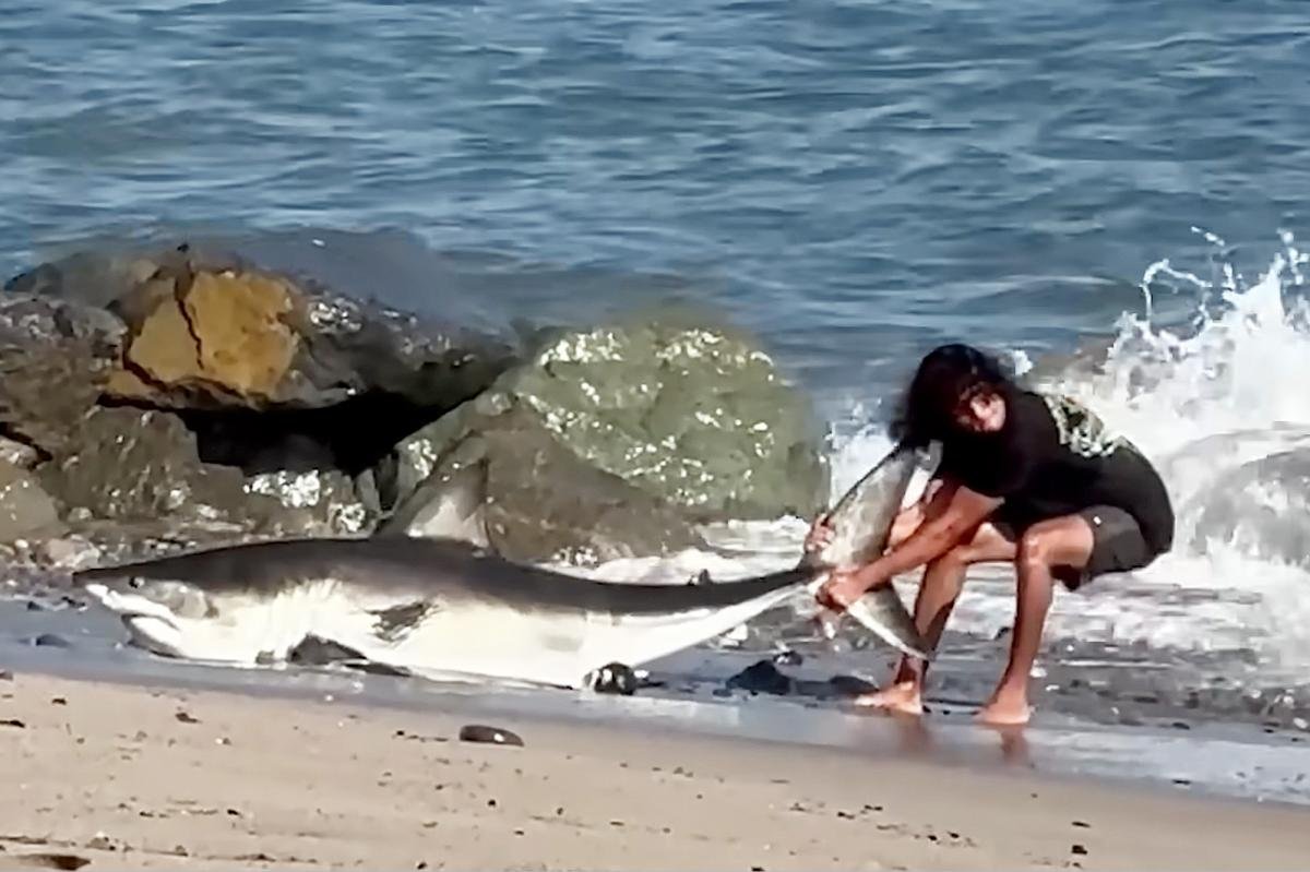 You are currently viewing Moment unbothered fisherman drags huge shark back into the ocean on LA beach