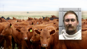 Read more about the article Texas man charged with cattle theft after buying 77 head on bad checks