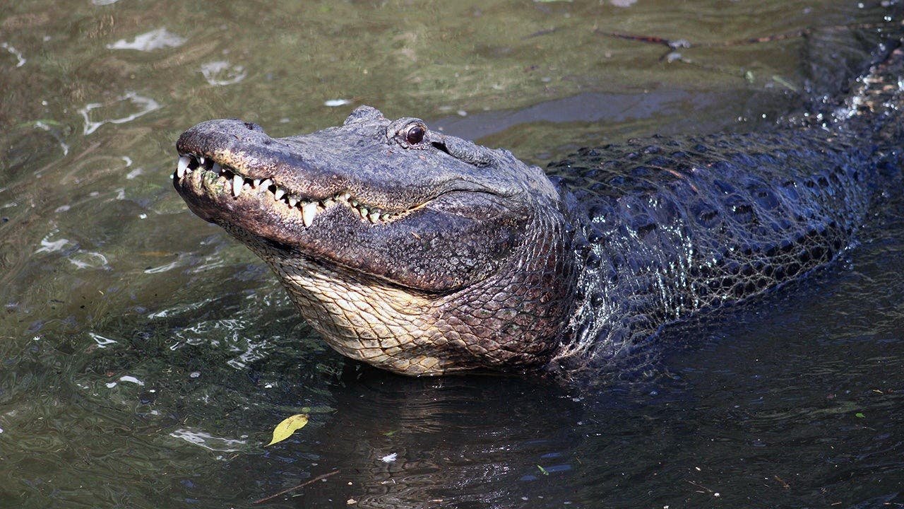 You are currently viewing Son of Florida alligator attack victim says tourists and TikTokers are emboldening the gators