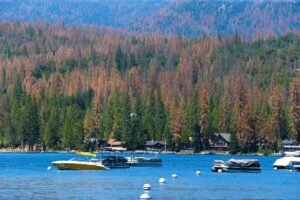 Read more about the article Calif. county shoots down rumors of bubonic plague case after girl bitten by flea