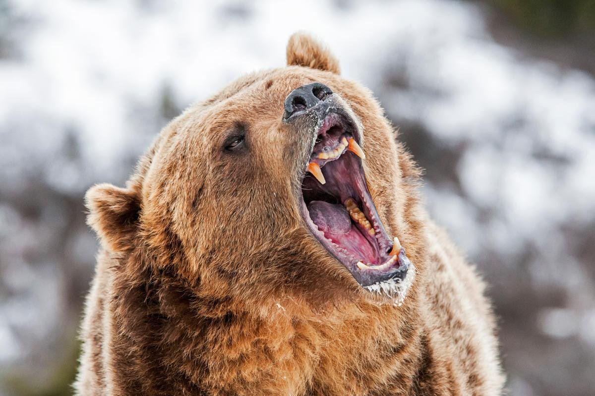 You are currently viewing Forrest Galante has faced off with the world’s scariest animals â but this is the creature he fears the most