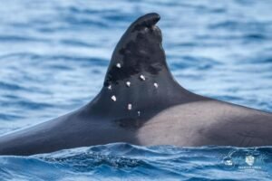 Read more about the article Oldest known Iberian orca found with potential shotgun wounds, sparking investigation from Spain officials