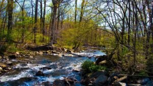 Read more about the article Rabid beavers attack 2 teens in the wild, forcing partial closure of Maryland park