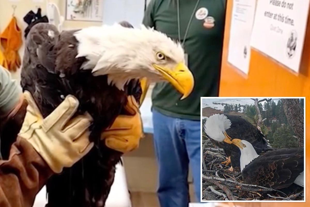 You are currently viewing Big Bear bald eagle Jackie dies after three weeks in ICU: ‘Heartbroken’