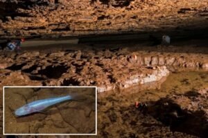 Read more about the article Scientists discover new eyeless ‘demon cavefish’ in Alabama cave beneath Army base