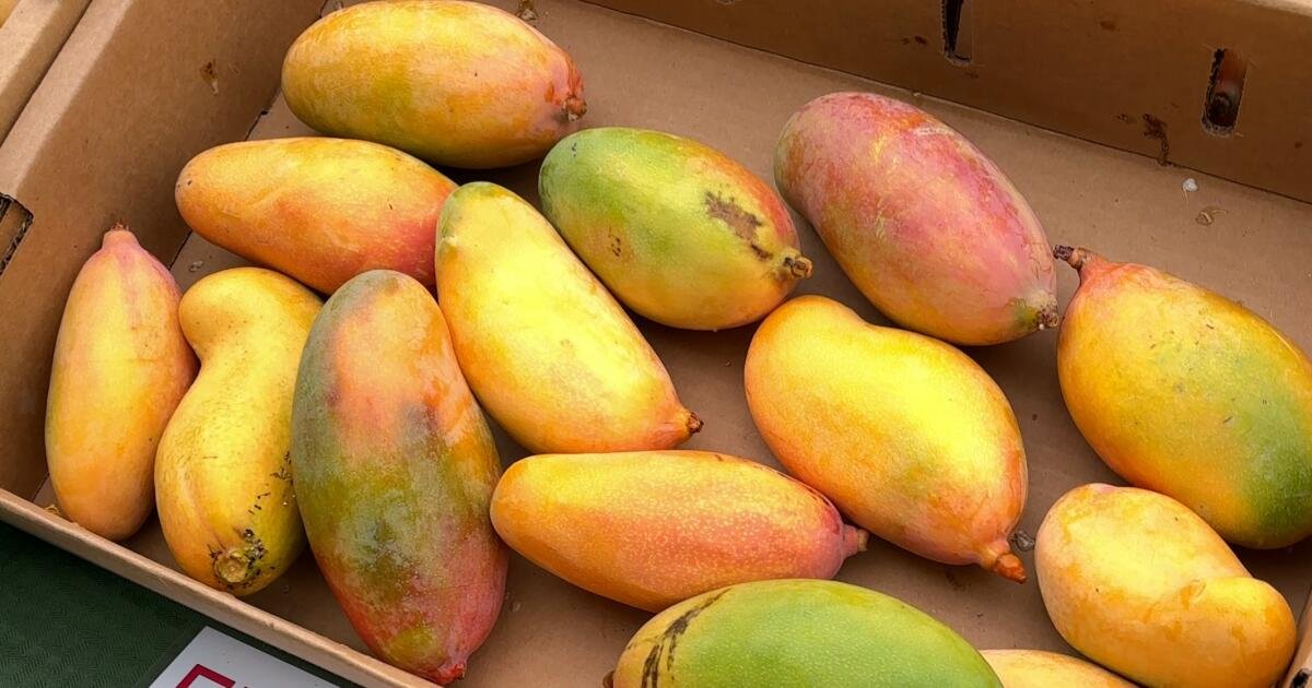 You are currently viewing California’s mango season is coming to an end. Head to the market before it’s too late