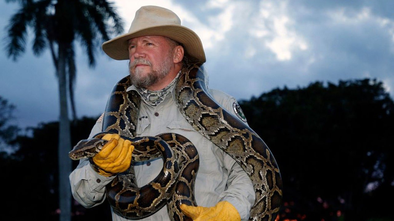 You are currently viewing Tom Rahill captures 96 Burmese pythons in 10 days to win 2026 Florida Python Challenge