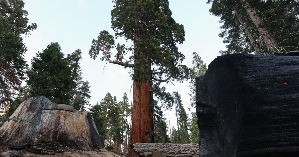 You are currently viewing Trump administration moves to open untouched national forests to logging