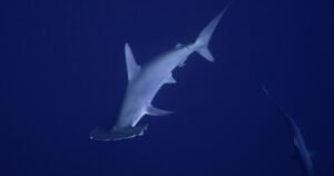 Read more about the article Hammer time: Rare hammerhead shark gives Malibu pier fishermen a shock