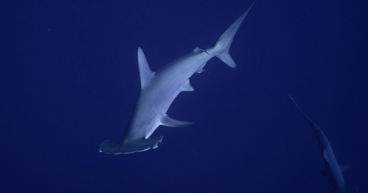 You are currently viewing Hammer time: Rare hammerhead shark gives Malibu pier fishermen a shock