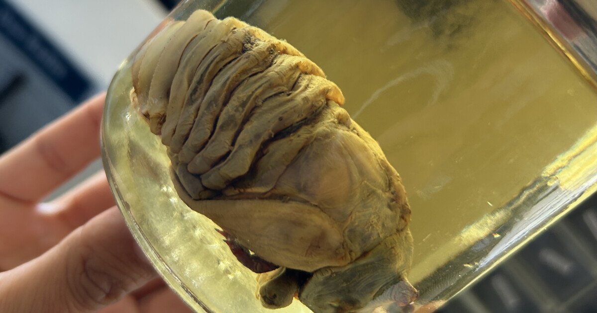 Read more about the article Discover the invertebrate zoology specimens — ‘all the little weirdos’ — of The Nat
