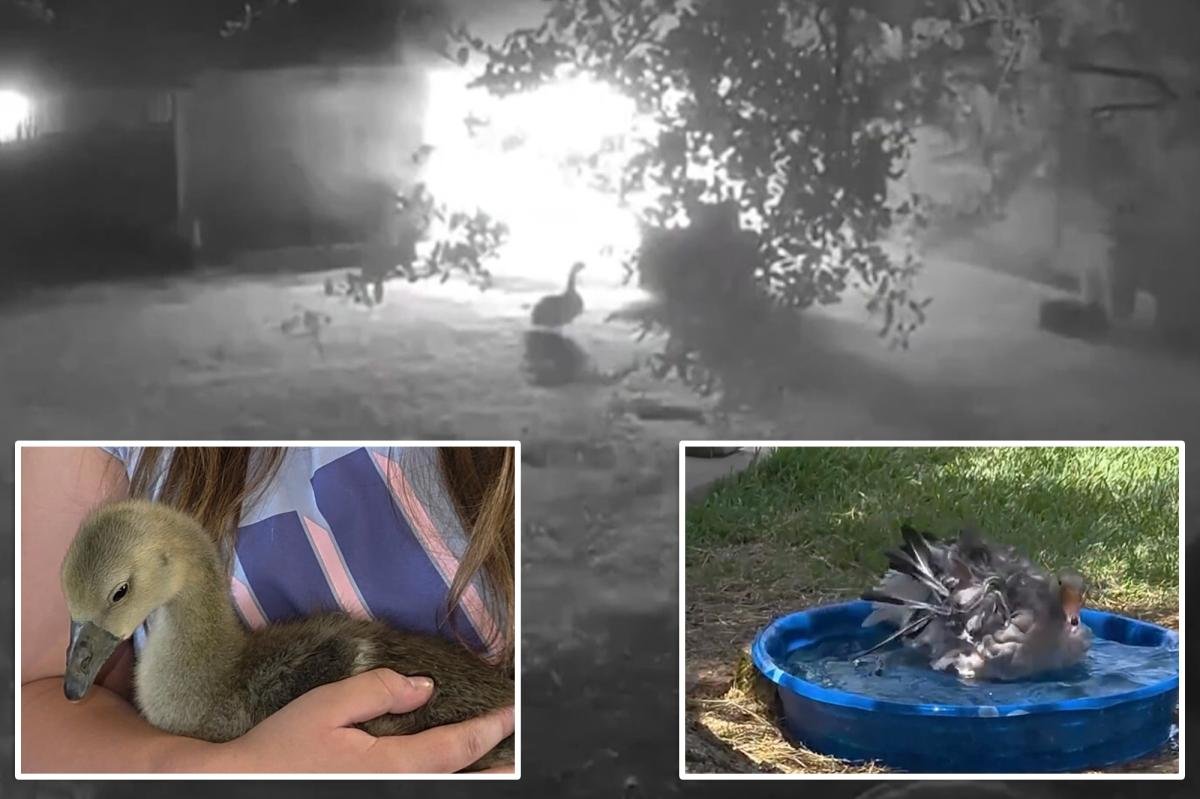 You are currently viewing Heroic 4-month-old goose alerts Texas family to overnight barn fire