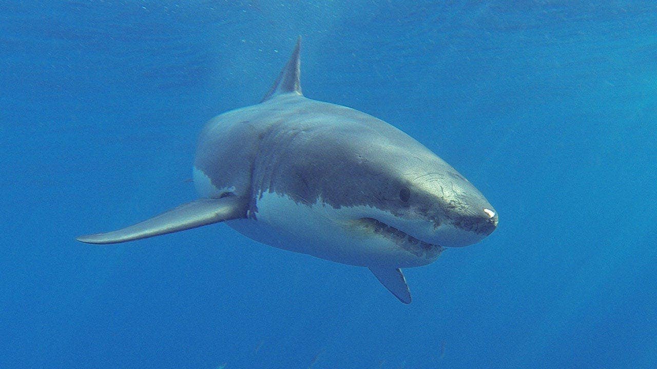 Read more about the article Veteran lifeguard, 71, dragged underwater off the coast of Maine by great white shark