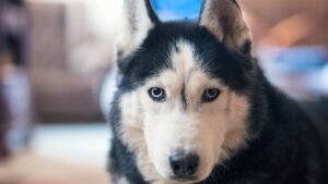 Read more about the article State-by-state map reveals the animals most likely to kill Americans