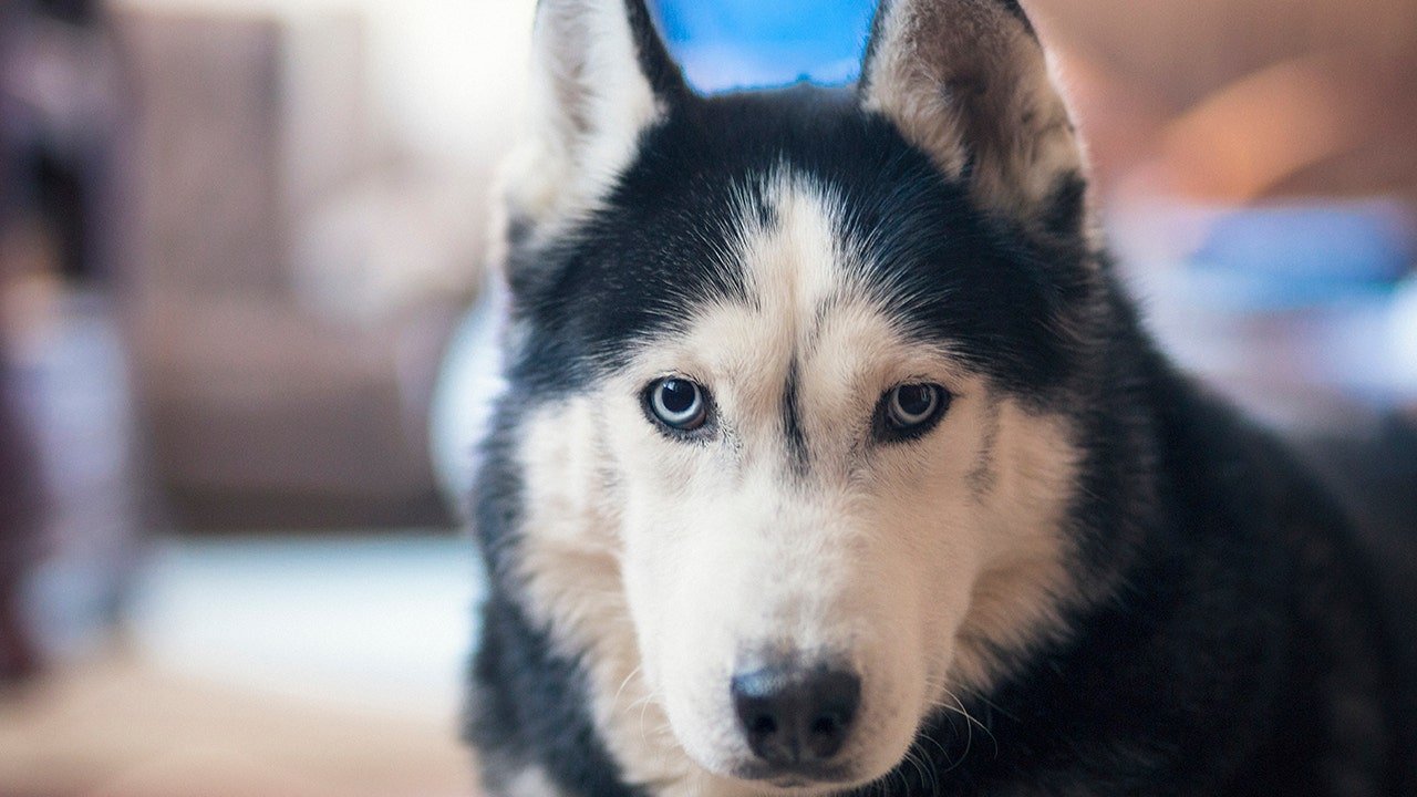 You are currently viewing State-by-state map reveals the animals most likely to kill Americans