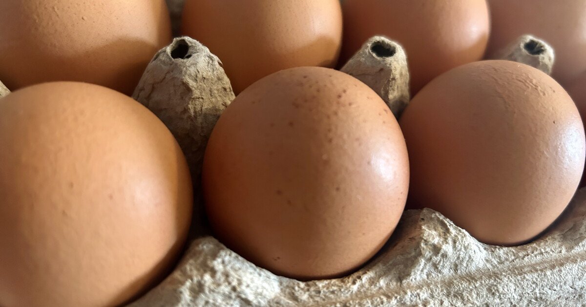 Read more about the article Local salmonella outbreak tied to raw eggs grows to 21 cases, 7 hospitalized