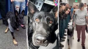 Read more about the article K-9 Ace the German shepherd returns to Polk County Sheriff’s Office