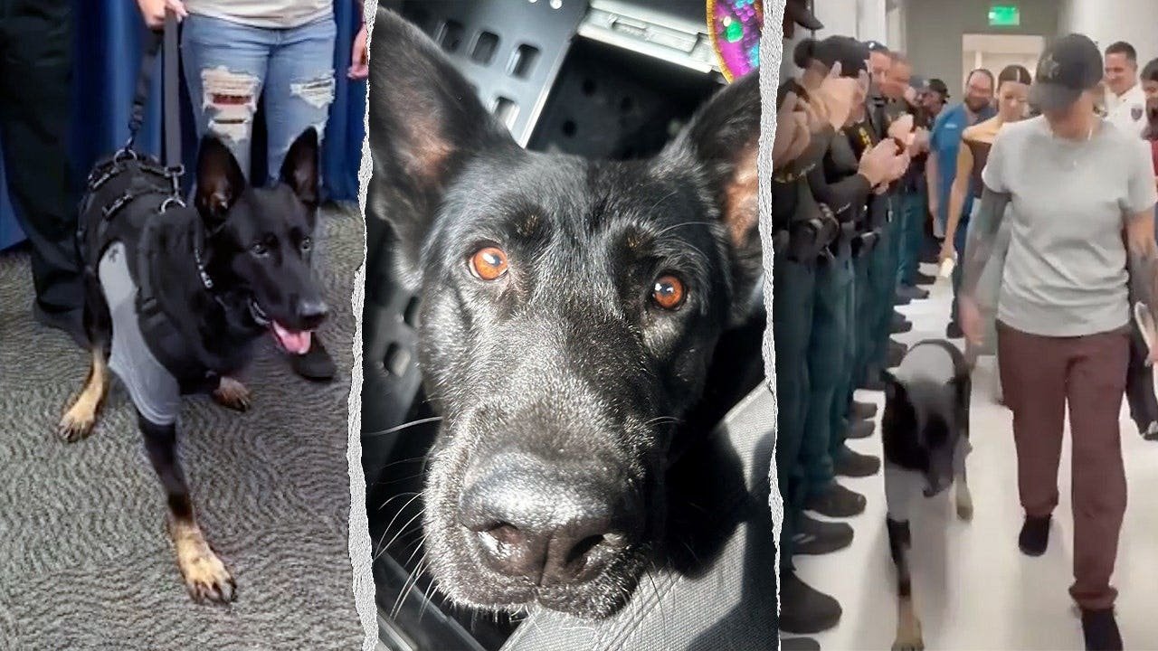 You are currently viewing K-9 Ace the German shepherd returns to Polk County Sheriff’s Office