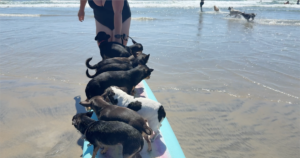 Read more about the article KEN KRAMER’S ABOUT SAN DIEGO: The Romping Canines of Dog Beach
