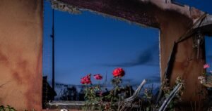 Read more about the article In Altadena’s burned yards, a photographer captures nature’s comeback