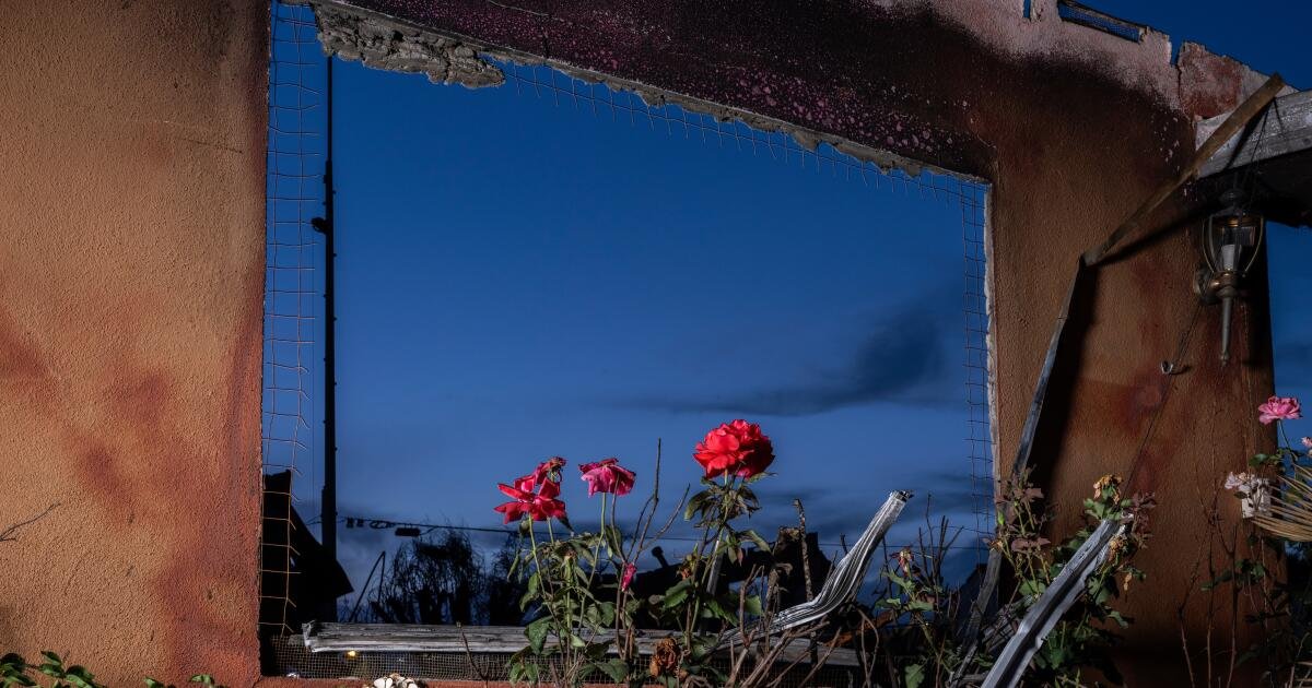 You are currently viewing In Altadena’s burned yards, a photographer captures nature’s comeback