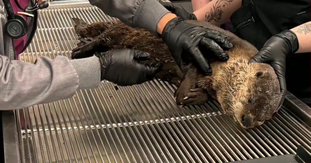 You are currently viewing California river otter suffers brain injury in hit-and-run strike