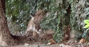 Read more about the article Lounging mountain lion shuts down road in San Dimas