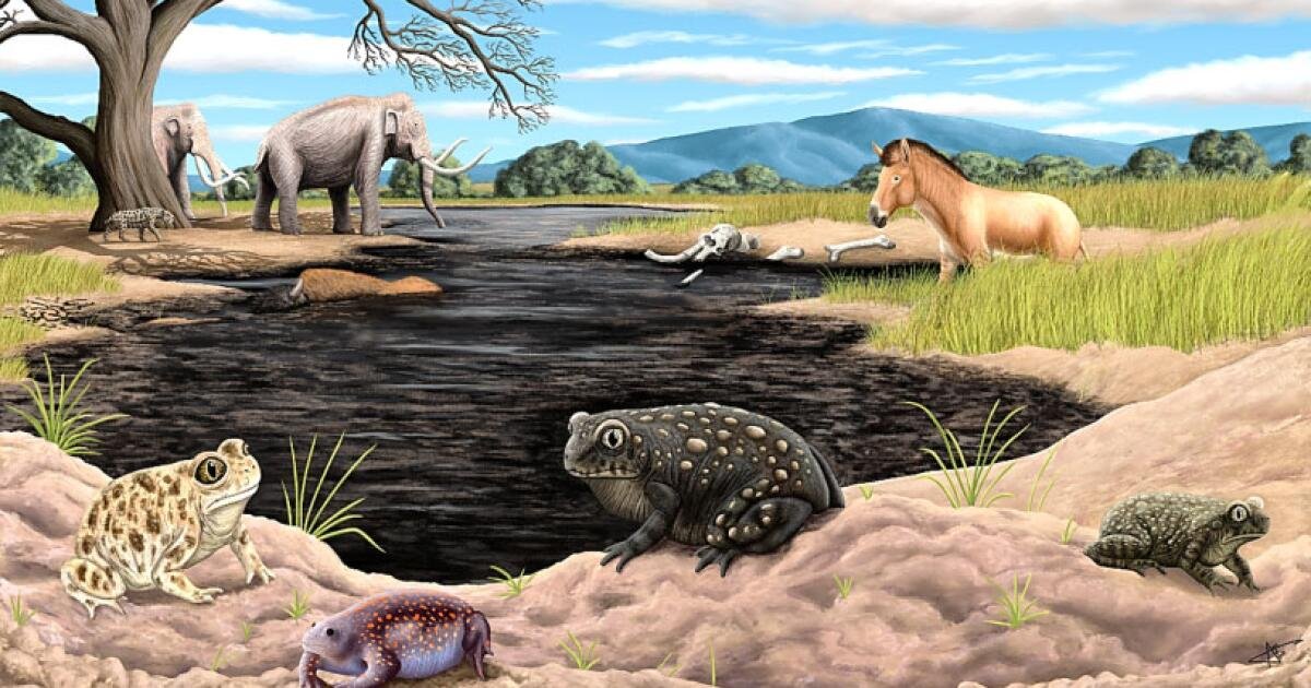 You are currently viewing Tiny toad, big discovery: New ice age amphibian found in La Brea Tar Pits collection
