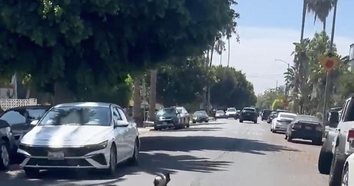 Read more about the article ‘Catch that pig. Be a hero.’ A pursuit in West Hollywood goes viral