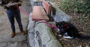Read more about the article Walk around Los Angeles with your cat? We want to hear from you