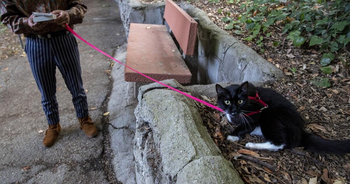 You are currently viewing Walk around Los Angeles with your cat? We want to hear from you