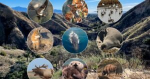 Read more about the article 10 places in California to see wildlife in their natural settings