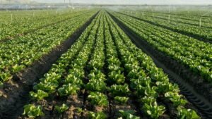 Read more about the article Lettuce farmers take hit amid outbreak that causes explosive diarrhea