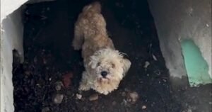 Read more about the article A dog down a drain, a worried owner and a howlingly joyful reunion